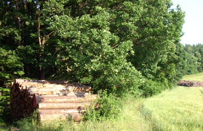 Wald mit Holzstapel im Vordergrund